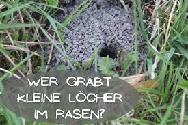 Es geht um meinen garten. Kleine Locher Im Rasen Welches Tier Buddelt Hier Gartenlexikon De