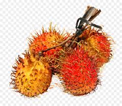 Buah rambutan, disebut begitu mungkin karena buah ini memiliki rambut atau bulu, itulah kenapa buah ini disebut buluan di daerah bali. Family Cartoon Png Download 1128 961 Free Transparent Rambutan Png Download Cleanpng Kisspng