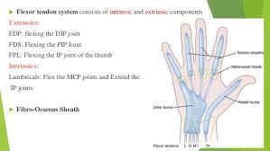 Flexor digitorum profundus (fdp) tendons. Hand Rehabilitation Following Flexor Tendon Injuries
