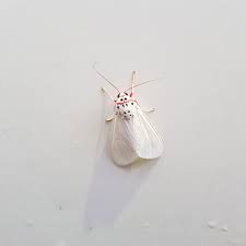Could Someone Identify This Moth For Me Please Location