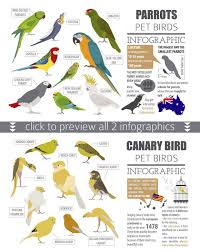 Maybe you would like to learn more about one of these? Pet Birds Illustrations Set Pet Birds Bird Illustration Funny Birds
