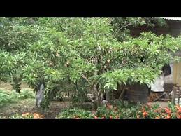 Check spelling or type a new query. Pokok Ciku Shefalitayal