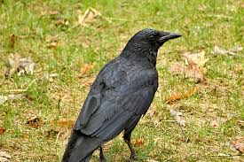 I'm afraid that i was not very tolerant and shot pine cones at them with a sling shot. Crafty Crows Back Yard Biology