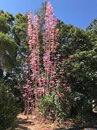 Image result for Toona