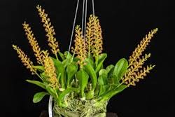 Image result for Liparis harketii