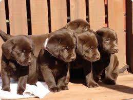 Akc english labrador puppies for sale. Home