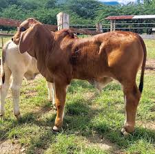 Brahman Cattle Farming Home Facebook