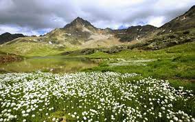 Maybe you would like to learn more about one of these? White Flower Field Near Rocky Mountain Wallpaper Landscape Mountains Flowers Hd Wallpaper Wallpaper Flare