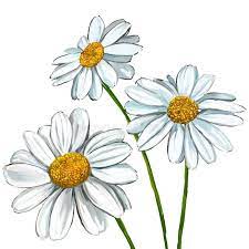 Daisy Vector Illustration Hand Drawn Painted Watercolor Affiliate Illustration Vector Daisy Hand Daisy Drawing Daisy Flower Drawing Daisy Painting