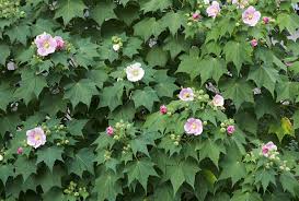 Image result for Hibiscus mutatus