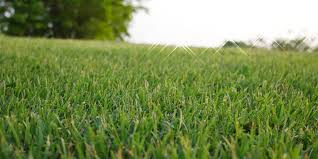 Augustine floratam, palmetto, bitterblue, certified empire zoysia, certified 419 bermuda, celebration bermuda common bermuda and bahia turf grasses. What Is Tifway 419 Bermuda Grass Gfl Outdoors