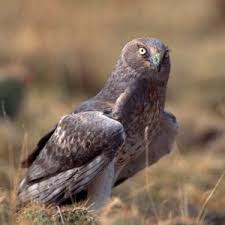 In this instructable, i will be teaching you the basics of bird handling, specifically raptor handling. Common Birds Of Prey Of Alabama Alabama Cooperative Extension System