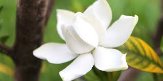 We did not find results for: Fragrant Plants Living Color Garden Center