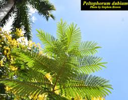 Image result for Peltophorum dubium