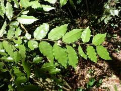 Image result for Carpolobia alba