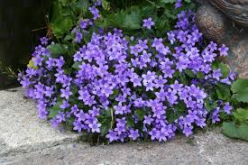 Campanula Resholdt S Variety Campanula Portenschlagiana Plants Campanula