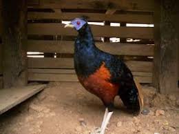 Ayam Hutan Ciri Cir Dan Penyebaranya Ayam Bekisar