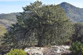 Image result for Cyphia erecta