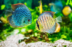 17.11. Discus In The Aquarium