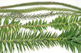 Image result for Araucaria columnaris