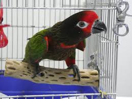 横浜小鳥の病院