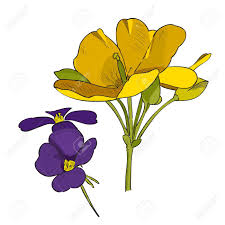 Yellow and purple petaled flowers, flower plant shrub, bushes, flower garden, annual plant png. Purple And Yellow Flowers Hand Drawn Vector Illustration Yellow Royalty Free Cliparts Vectors And Stock Illustration Image 104184864