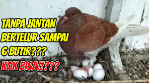 We did not find results for: Tanpa Jantan Bertelur Sampai 6 Butir Kok Bisa Youtube