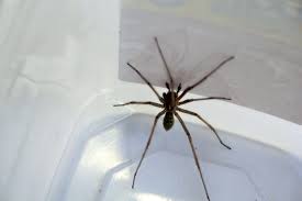 Spider Id Requested Pacific Northwest Spiders