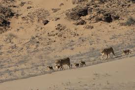 Desert lions of the skeleton coast. Desert Adapted Lions Near Hoanib Skeleton Coast C Dr Flip Stander Palmwag Namibia Conservation Africa Wildlife African Wildlife Namib Desert