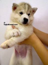 Read more about this dog breed on our tamaskan breed information page. Tamaskan Puppy Dog Kennel