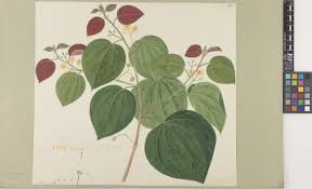 Image result for Grewia herbacea