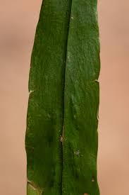 Image result for Loxogramme