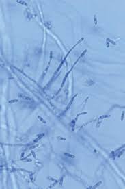 Image result for Monadenium spinulosum