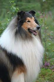 Pin By Angele Geets On Collies Are Amazing Collie Dog Rough Collie Sheltie Dogs