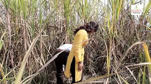 하카순 야짤-숨막히는 4K 야동 경험