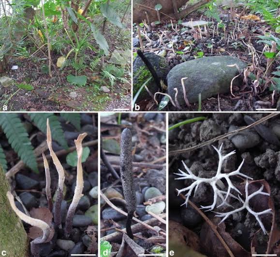 Xylaria insolita and X. subescharoidea: two newly described species  collected from a termite nesting site in Hua-lien, Taiwan | Botanical  Studies | Springer Nature Link
