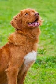 Ukc Recognized Breeds Petcarerx