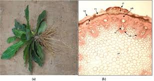 Image result for Elephantopus scaber