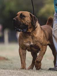 Best Breeders In The World South African Boerboel Mastiff Kennel Elite Boerboels 1 South African Mastiff In 2021 South African Boerboel African Boerboel Boerboel