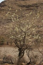 Image result for Albizia anthelmintica