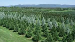 Maybe you would like to learn more about one of these? Nurseries Visit Shenandoah County