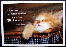 Http Www Bkh Vom Loewenherz De Assets Images 57 1 Jpg Katzen Zitate Spruche Katze Katzen Lustige Spruche