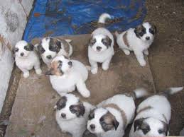 Maybe you would like to learn more about one of these? 7 Wk Old St Bernard Great Pyrenees Cross Puppies For Sale In Fruitland Washington Classified Americanlisted Com