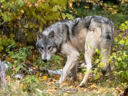 Overview of all signed and sold players of club wolves for the current season. How Modern Pet Dogs Originated From Wolves In Ice Age Siberia The Independent