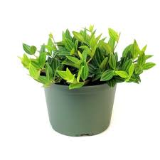 Image result for Peponium vogelii