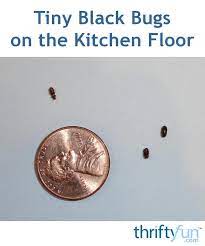 For both insects an infested item will contain the 1/8th inch long, reddish brown, oval beetles and small, white larvae. Tiny Black Bugs In The Kitchen Bugs In The Kitchen Carpet Bugs Household Bugs
