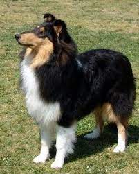 Tri Color Rough Female Collie At Taliesen Collies Of Michigan Michigan Collie Puppies Michigan Collie Puppy Rough Collie Rough Collie Puppy Collie Breeds