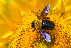 We suspect it's the local light that makes their color vary. Carpenter Bees Get Rid Of Bees In Ma Ct Ri Me Nh Vt
