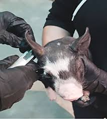 Nmsu Identify Pigs By Ear Notching