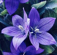 Be Impeccable With Your Word Chinese Bellflower This Flower Symbolizes Endless Love And Honesty Flowermedicine Flowe Flower Essences Cool Art Flowers
